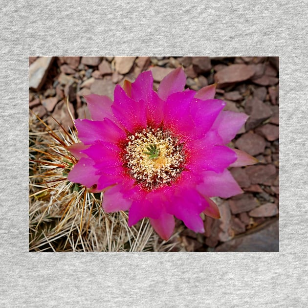 Desert Magenta by bobmeyers